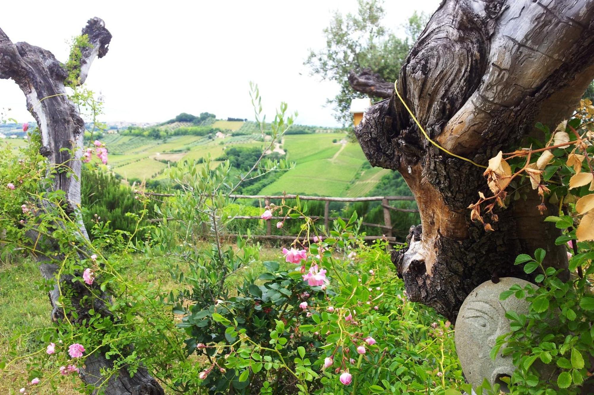Agriturismo Campoletizia 미글리아니코 외부 사진