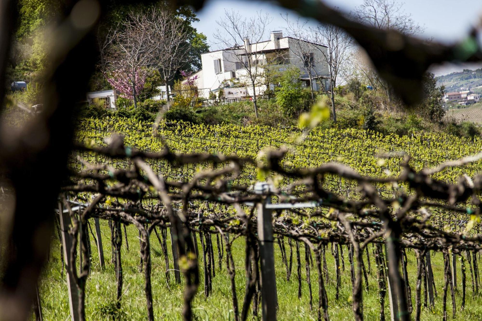 Agriturismo Campoletizia 미글리아니코 외부 사진